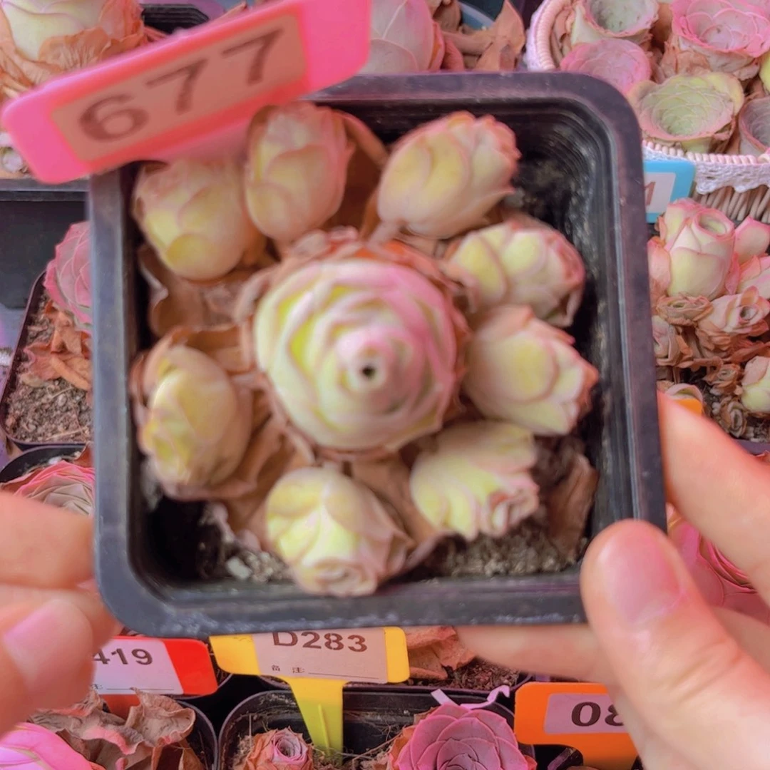 677山地玫瑰粉色