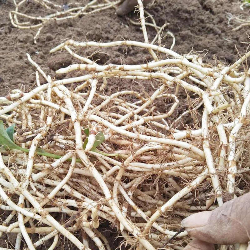 四川折耳根嫩根新鲜蔬菜现挖鱼腥草新根火锅配菜凉拌侧耳根可种植