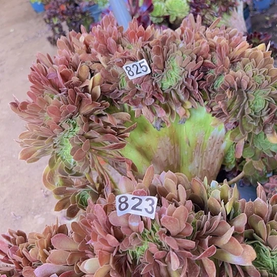 军***伟多肉植物两个法师
