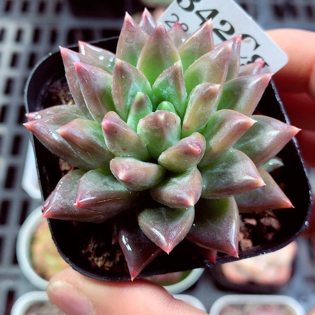 5厘米盆精控多肉342