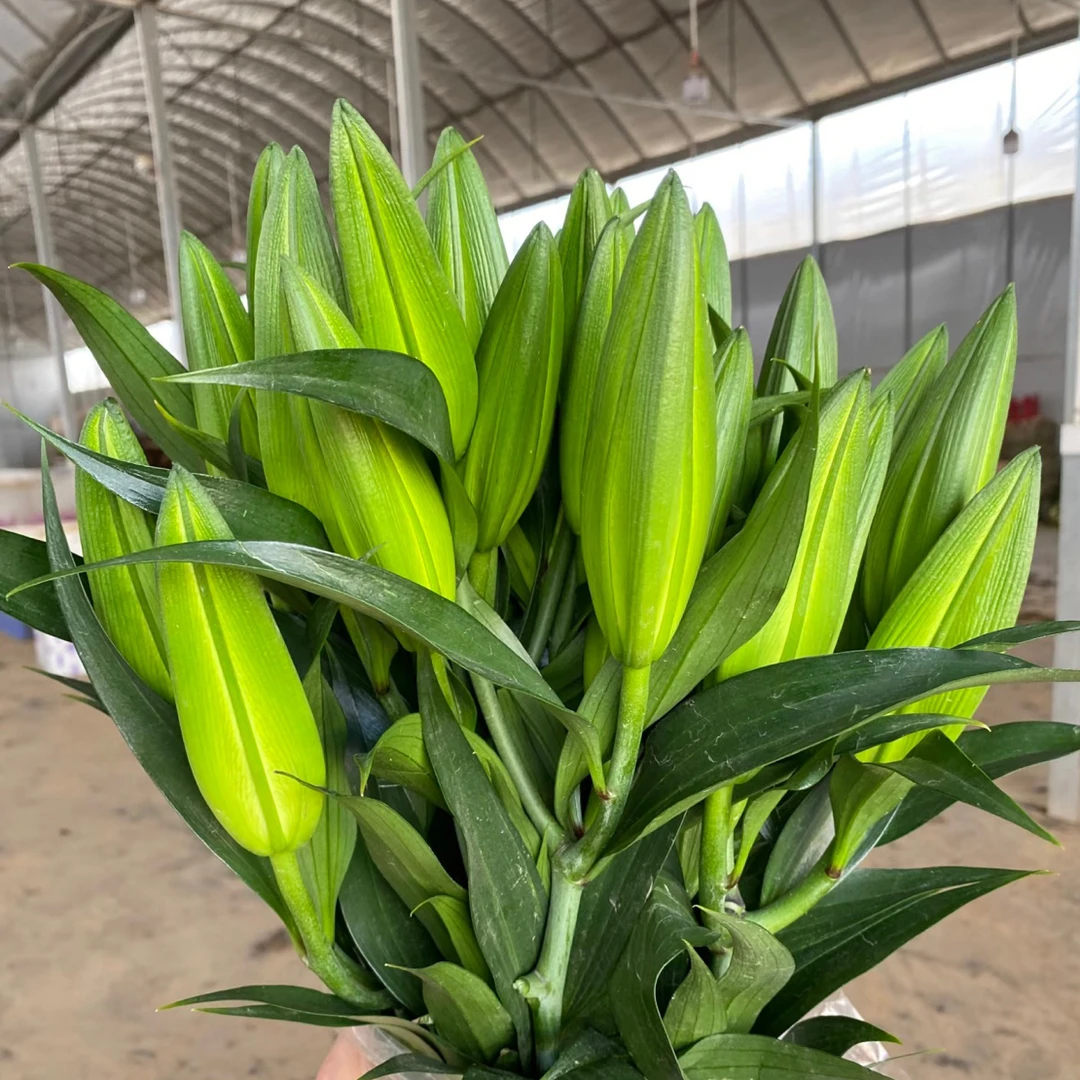 云南百合园花卉【黄蒂】香水百合浓香型三头5支15花苞