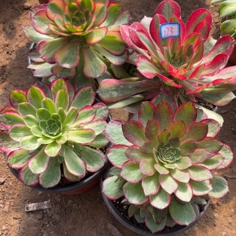 273多肉植物组合