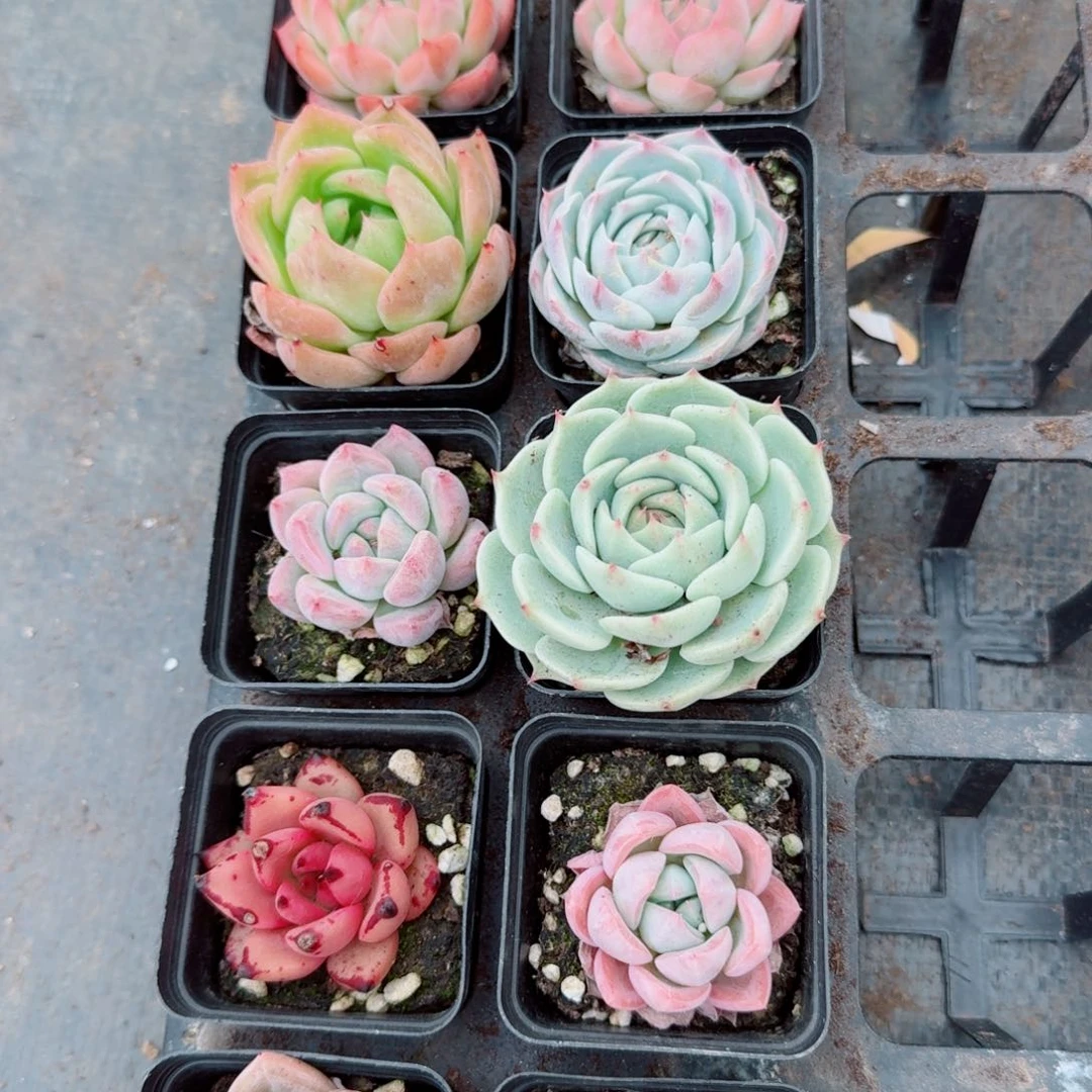 多肉杂交十棵量拍28-40