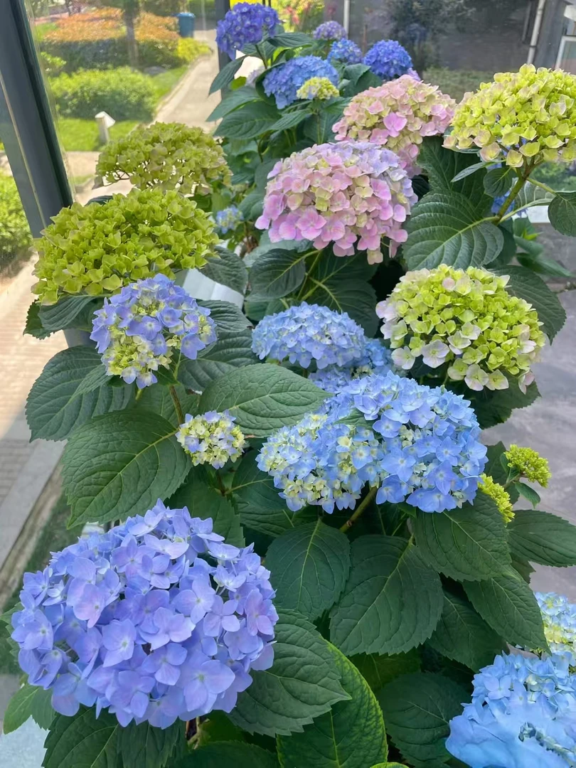 不售后蓝色无尽夏一点五加仑盆多年生花期长耐高温耐低温基地直发