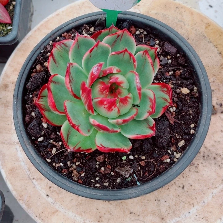 阿***文惊鸿仙子多肉植物A01