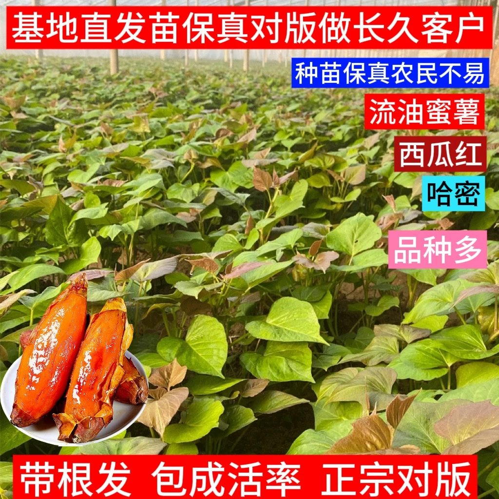 红薯秧苗地瓜苗优质西瓜红蜜薯苗龙薯九哈密板栗薯蜜薯苗基地直发