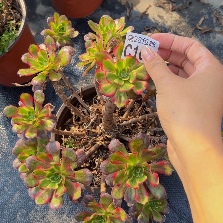 160多肉植物一物一拍