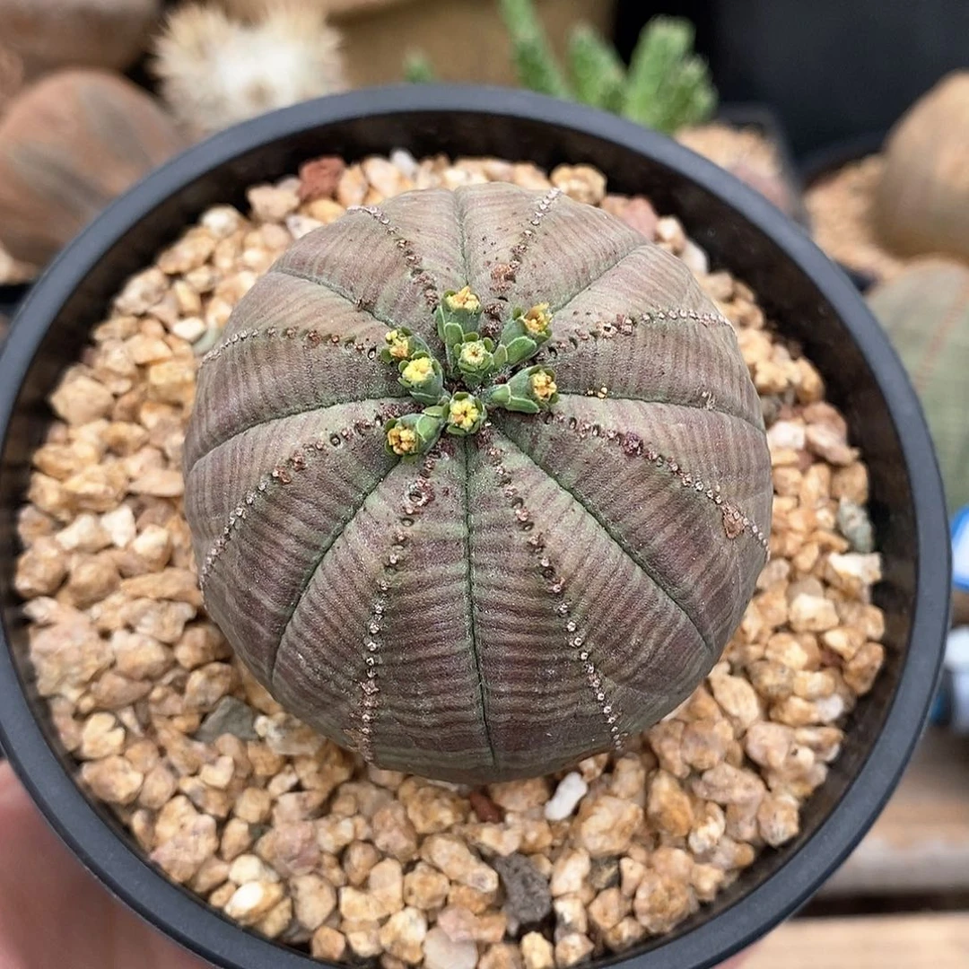 欧系实生布纹球多肉植物
