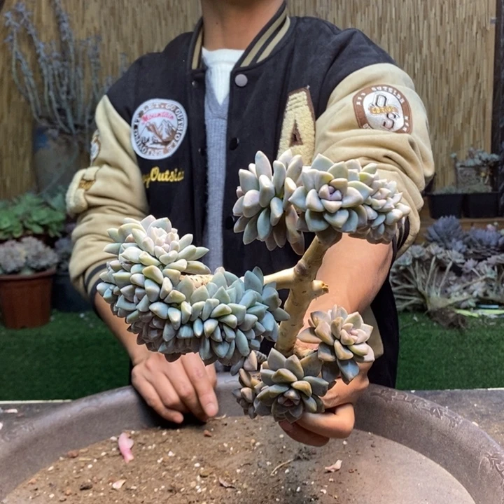 爱***雅09号淡雪多肉植物