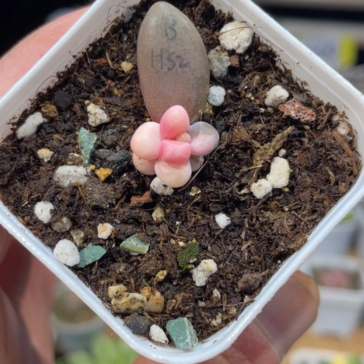 红手指腹轮锦631哈得多肉啊啊