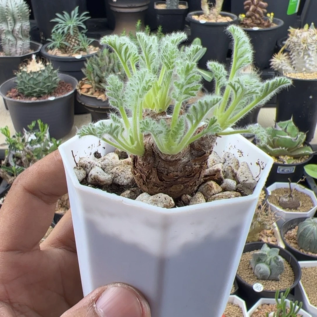 羽叶洋葵2.5一物一拍