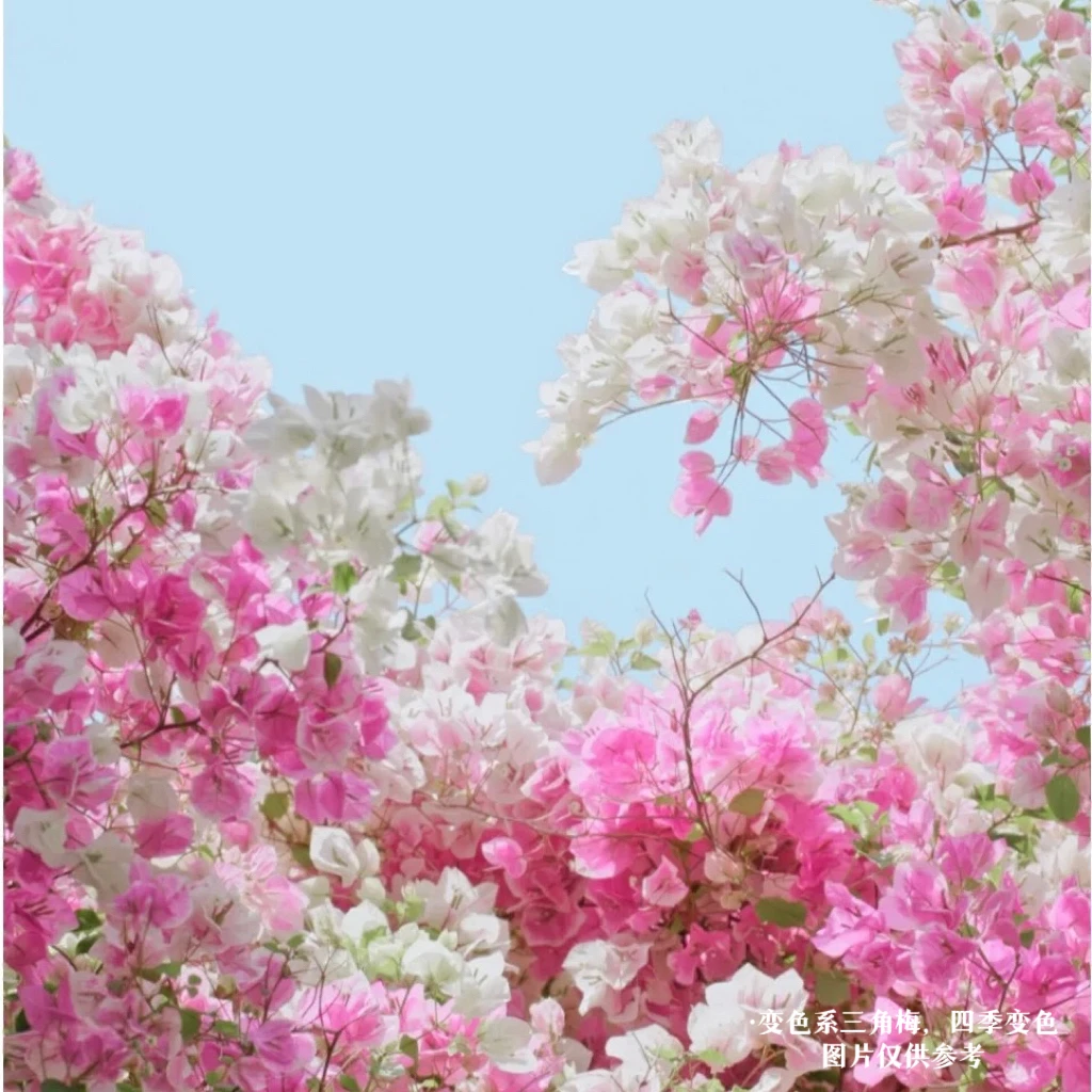 漳州红樱·粉白变色带花四季开花三角梅