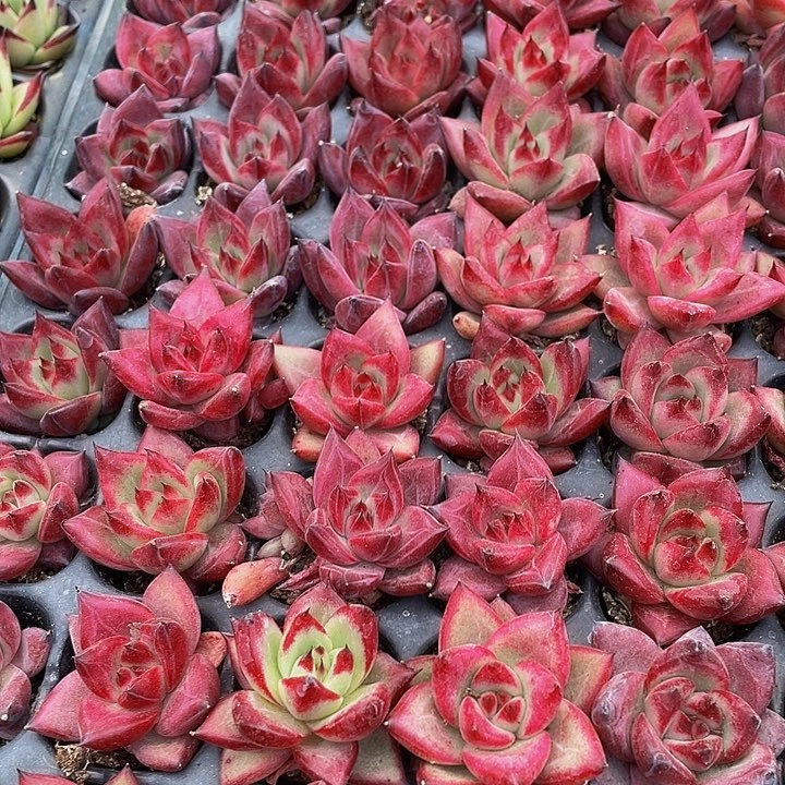 小罗宾1元带土发