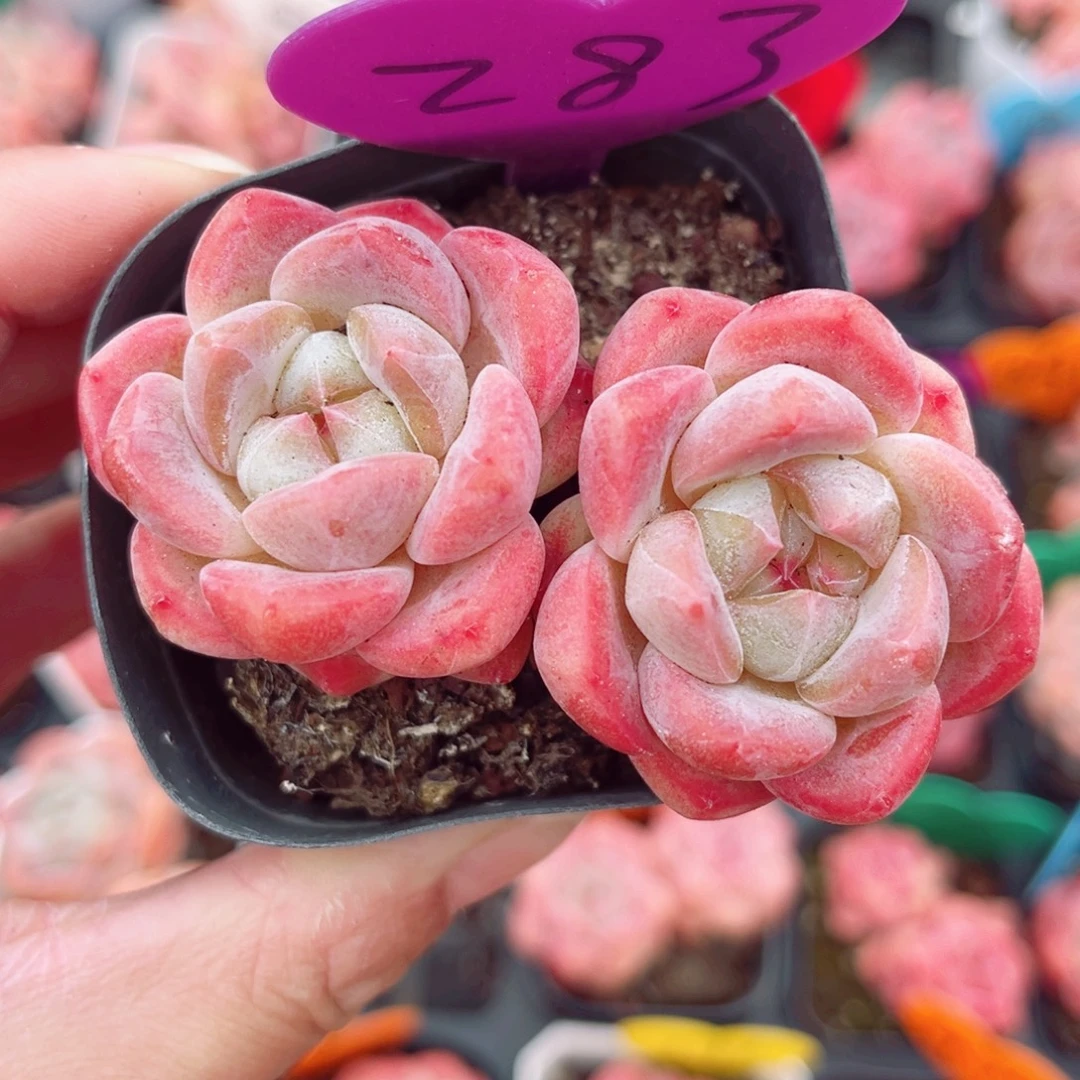 283号小老桩糖心双头