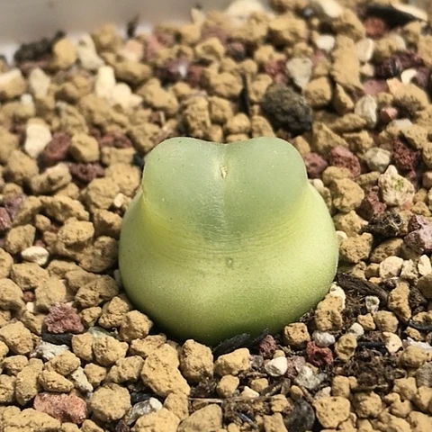 多肉肉锥 1.9Cm 龙猫体拉登