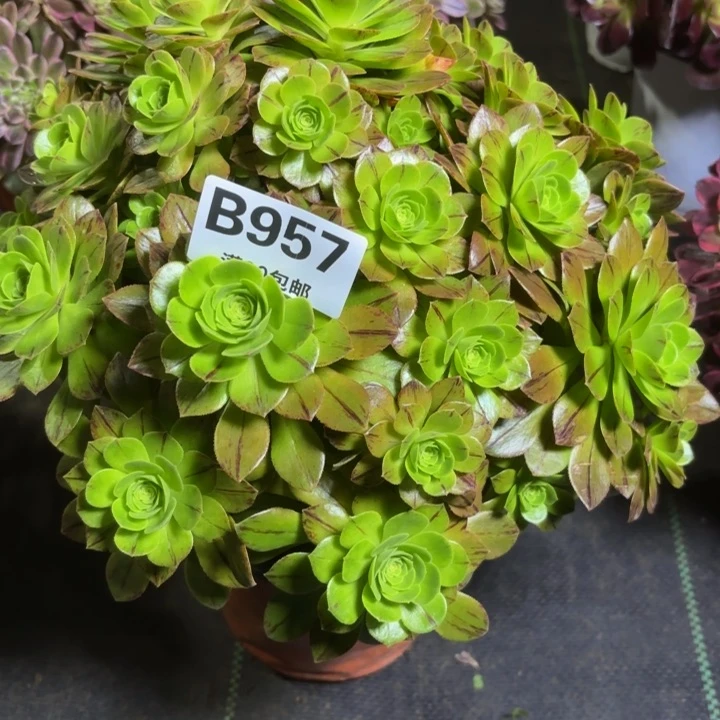 瑞妈一物一拍957