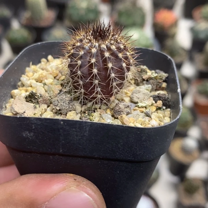 实生紫皮尤博球特价