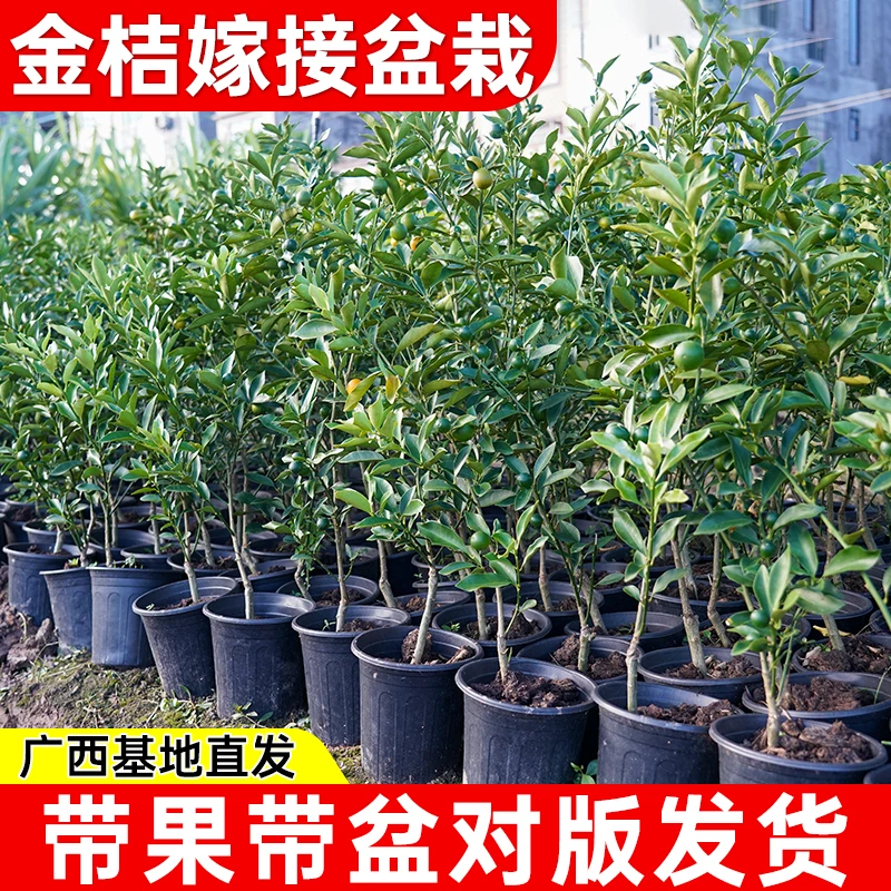 脆皮金桔带叶发货盆栽树苗四季果树苗脆皮金橘脆蜜金桔苗盆栽地栽