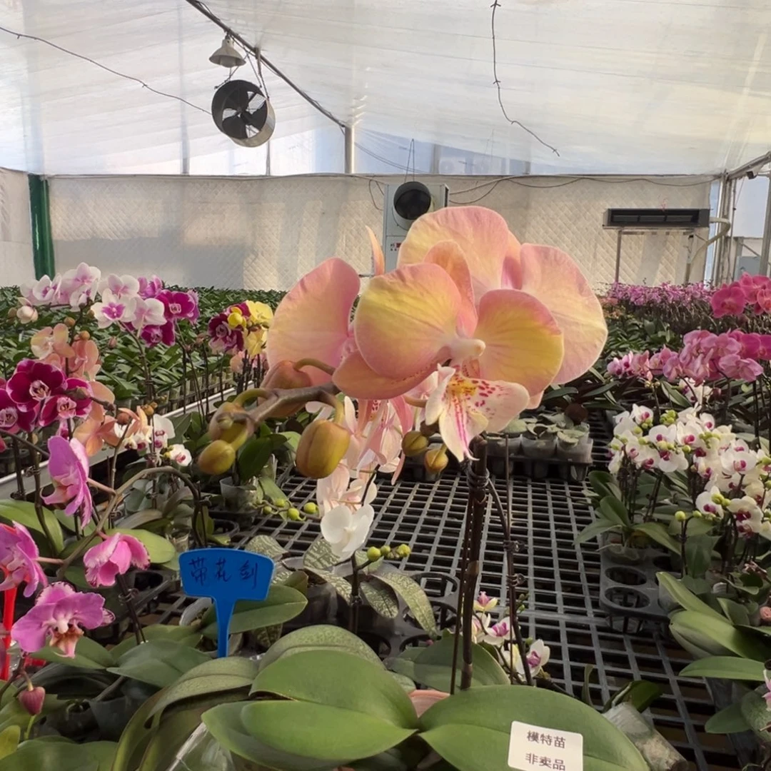 大部分花苞少量开放彩虹独角兽