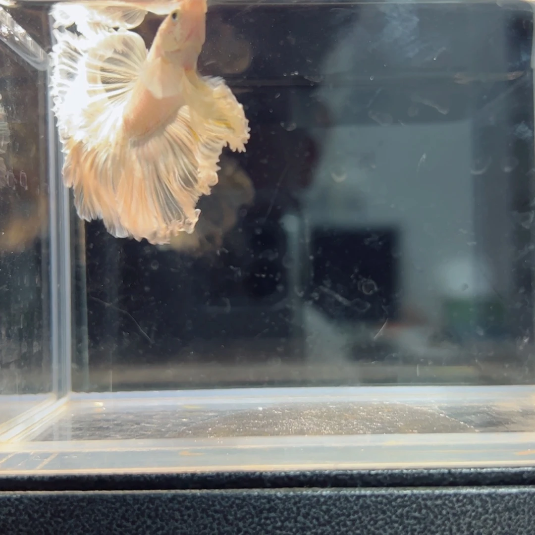 斗鱼浅色仙仙裙特殊尾