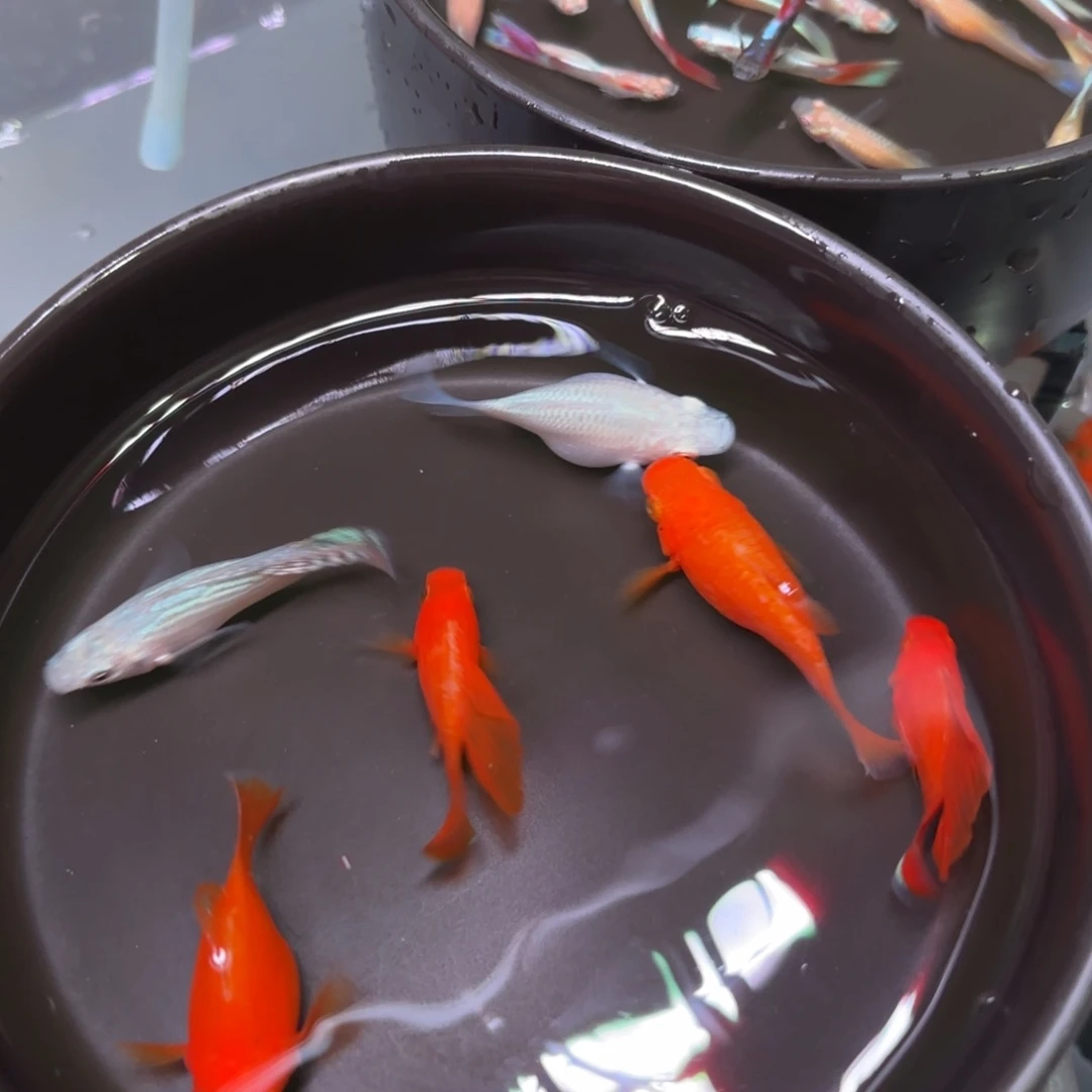 孔雀鱼玛丽球金银5+1备损