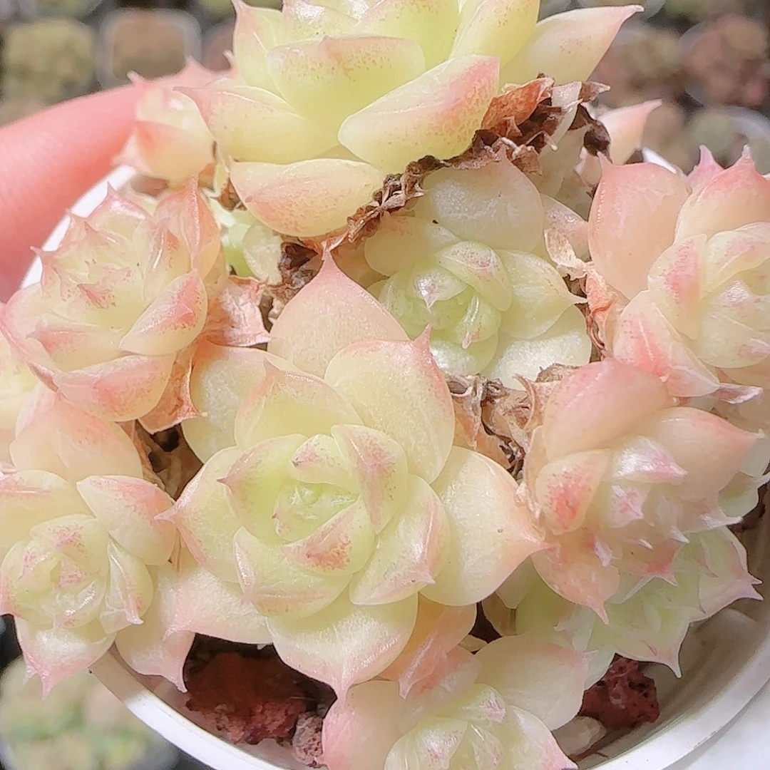 花语逸镜1119-216散