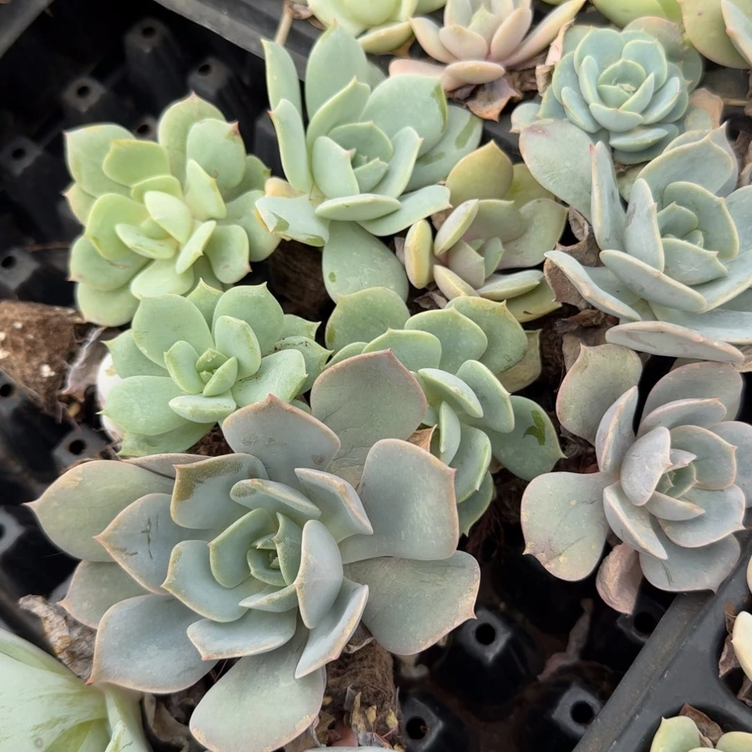 白凤杂交露娜二十量拍发货25/35