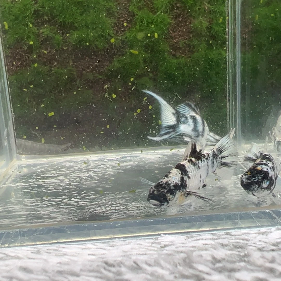 黑玛丽鱼鱼苗4条。