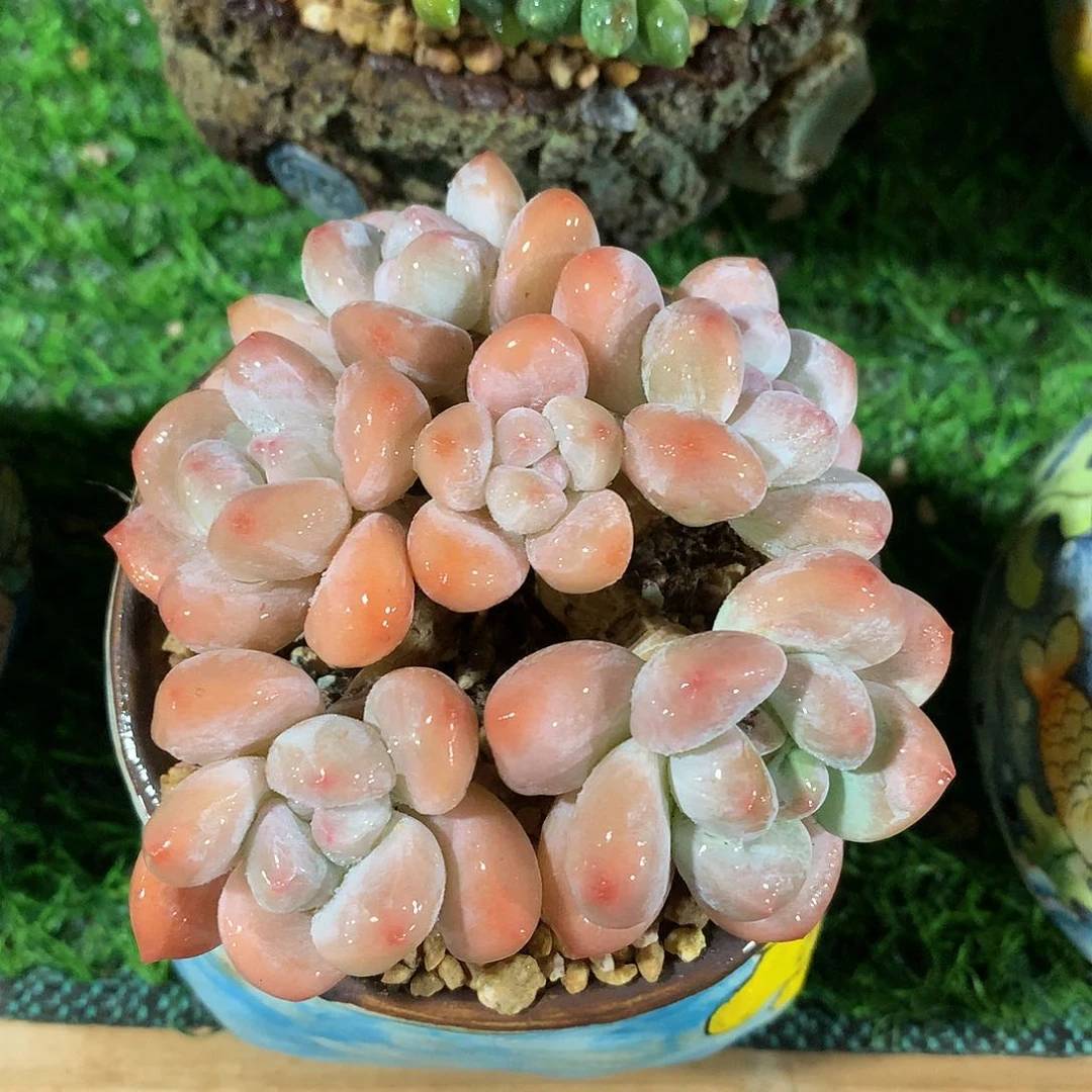 香水群9 公分一物一拍