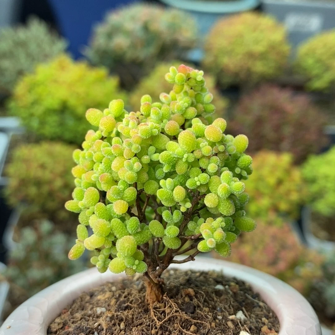 0574蜜橘糖球 。