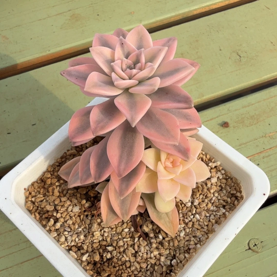 阿伦陪锦锦上园艺一物一拍