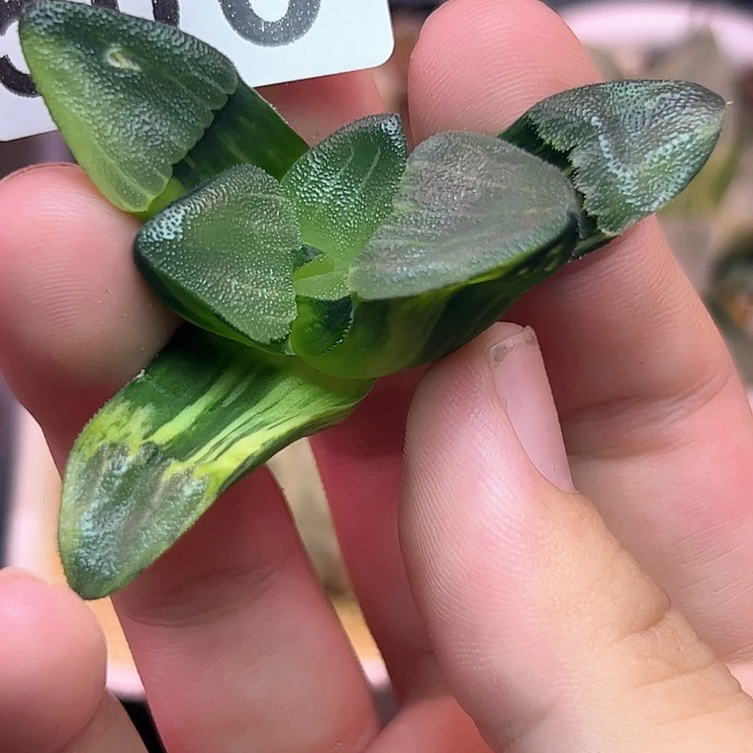 506红红火火恍恍惚惚
