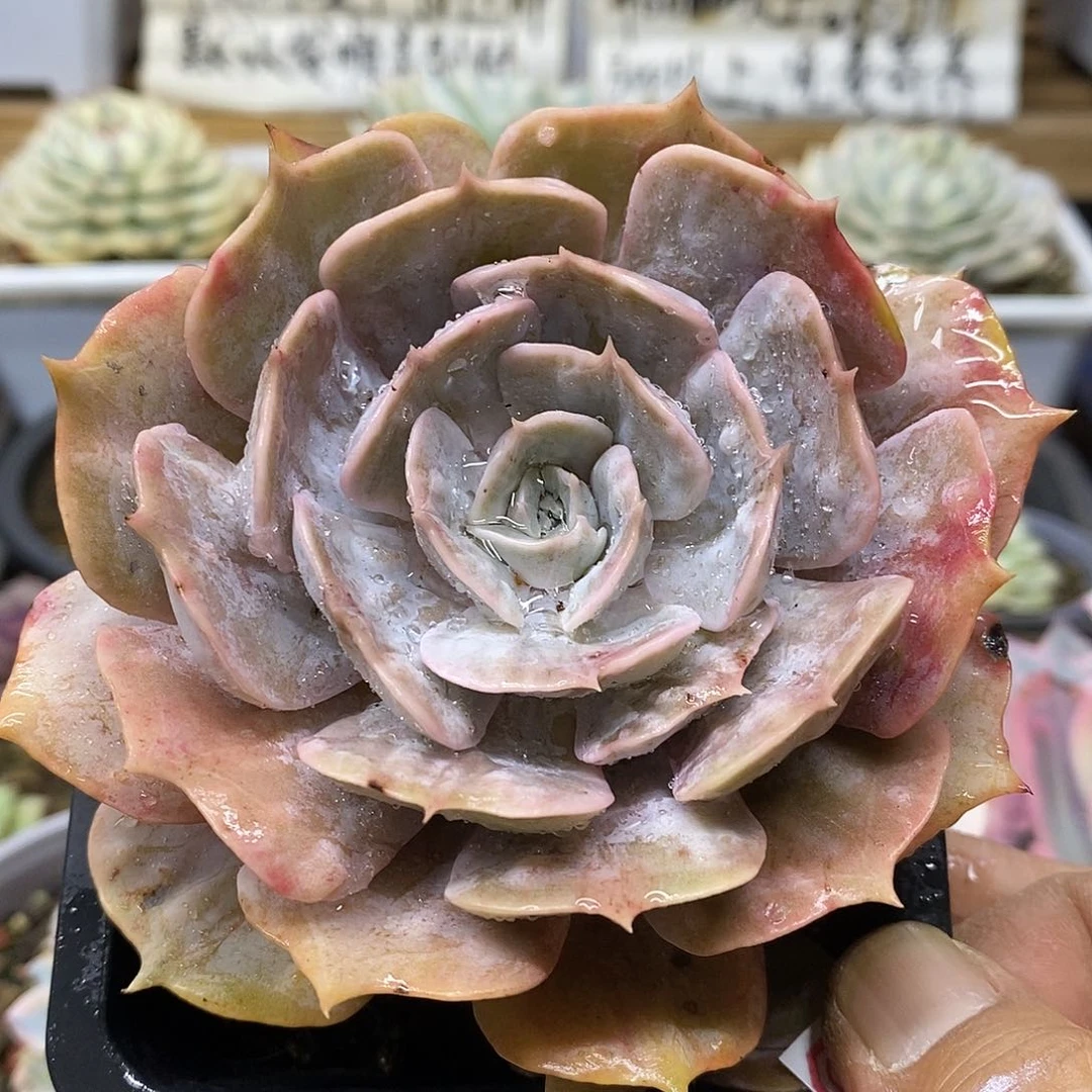 0831 漫威凸起有杆子