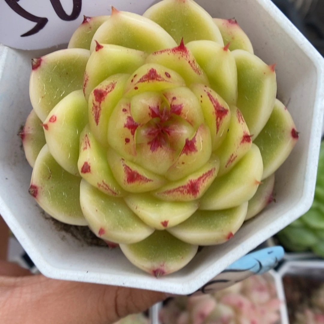 晶晶珍妮可拍560号