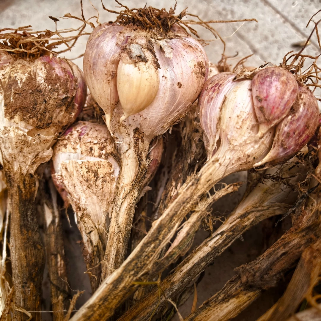 【夏支书推荐】农家新鲜大蒜