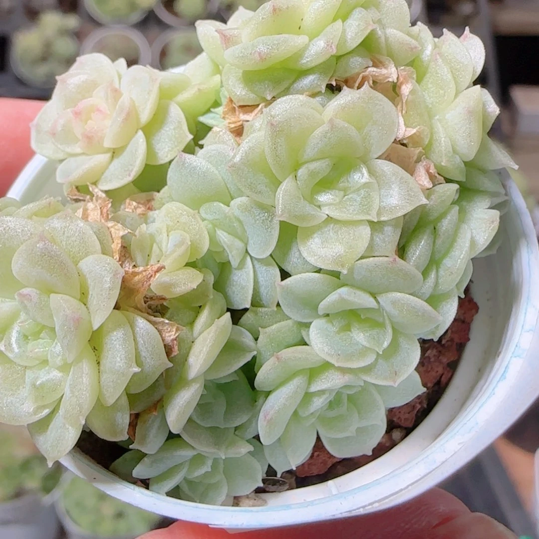 花语逸镜1029-189散