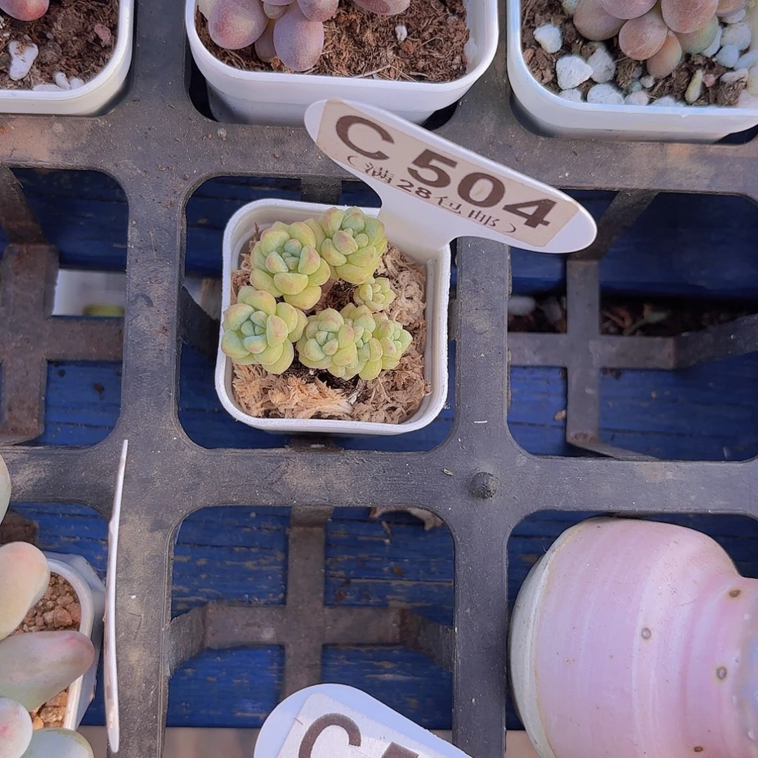 C504泡泡糖一物一拍