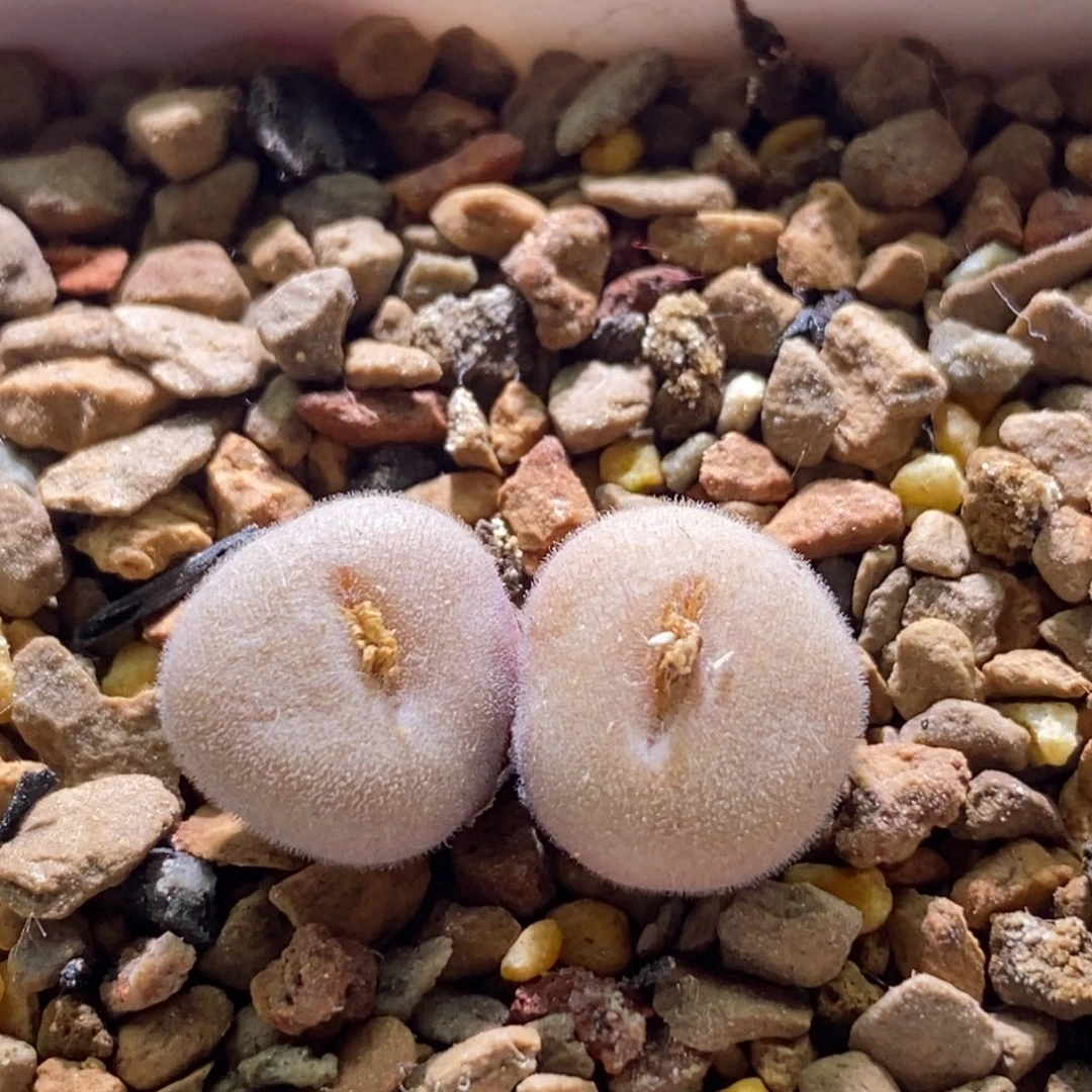 shusmgtoud毛球球好看好看