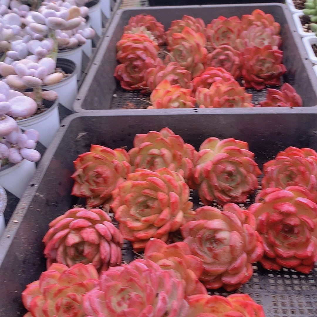 两颗红鸾不售后346678899900