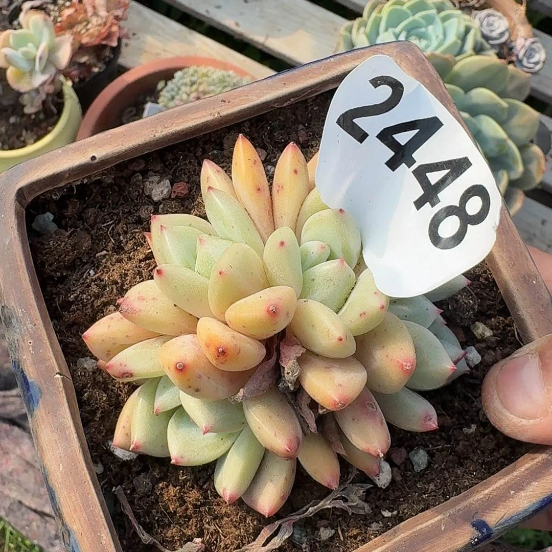 雅*316616116161616191619