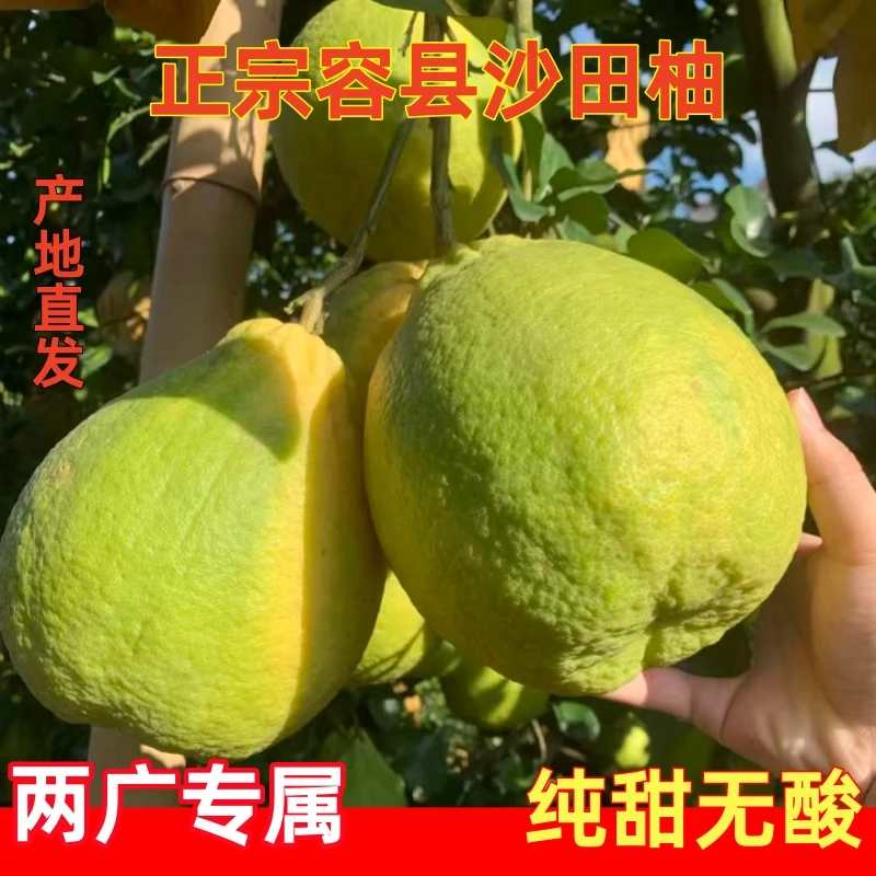 【两广专属】正宗广西容县沙田柚新鲜水果白心纯甜当季水果20斤包邮