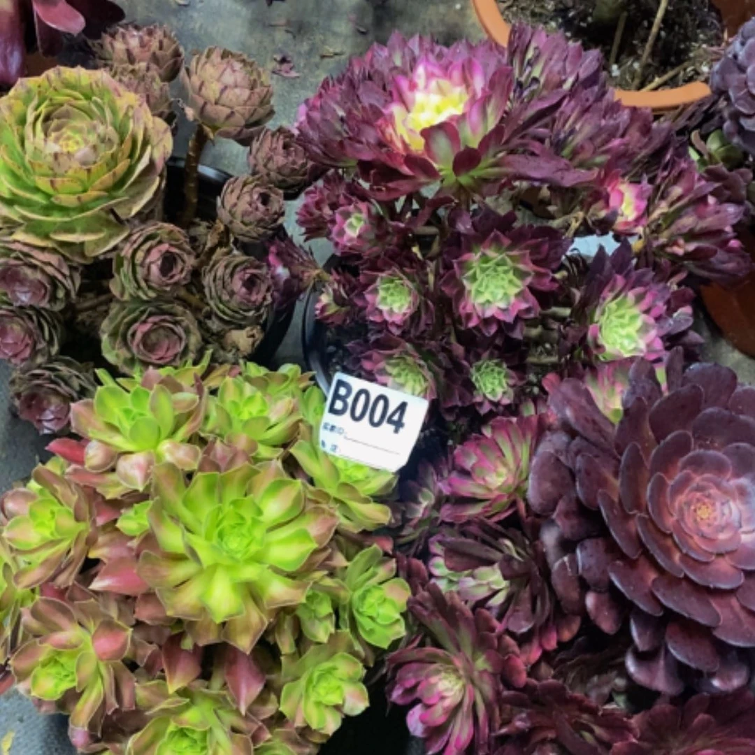 【闪购商品】韶华004