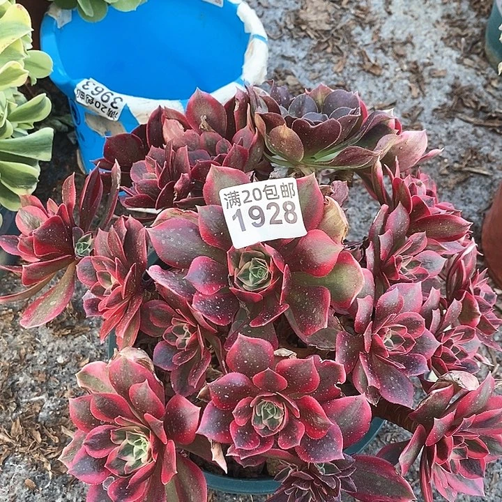 1928 一颗女妖法师多肉