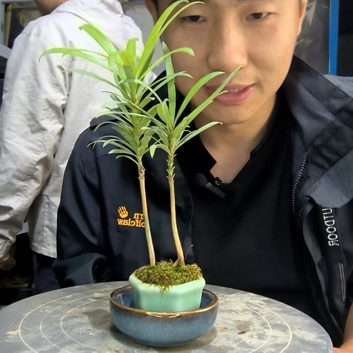 江**叶中青园艺一物一拍48