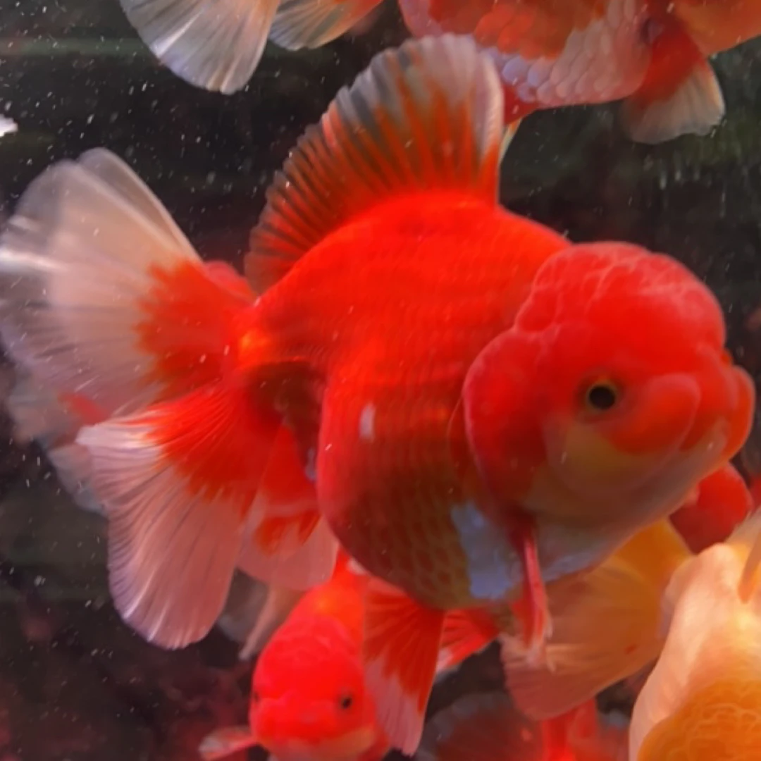 熊猫玛丽泰狮直播链接，直播间已开马印灯