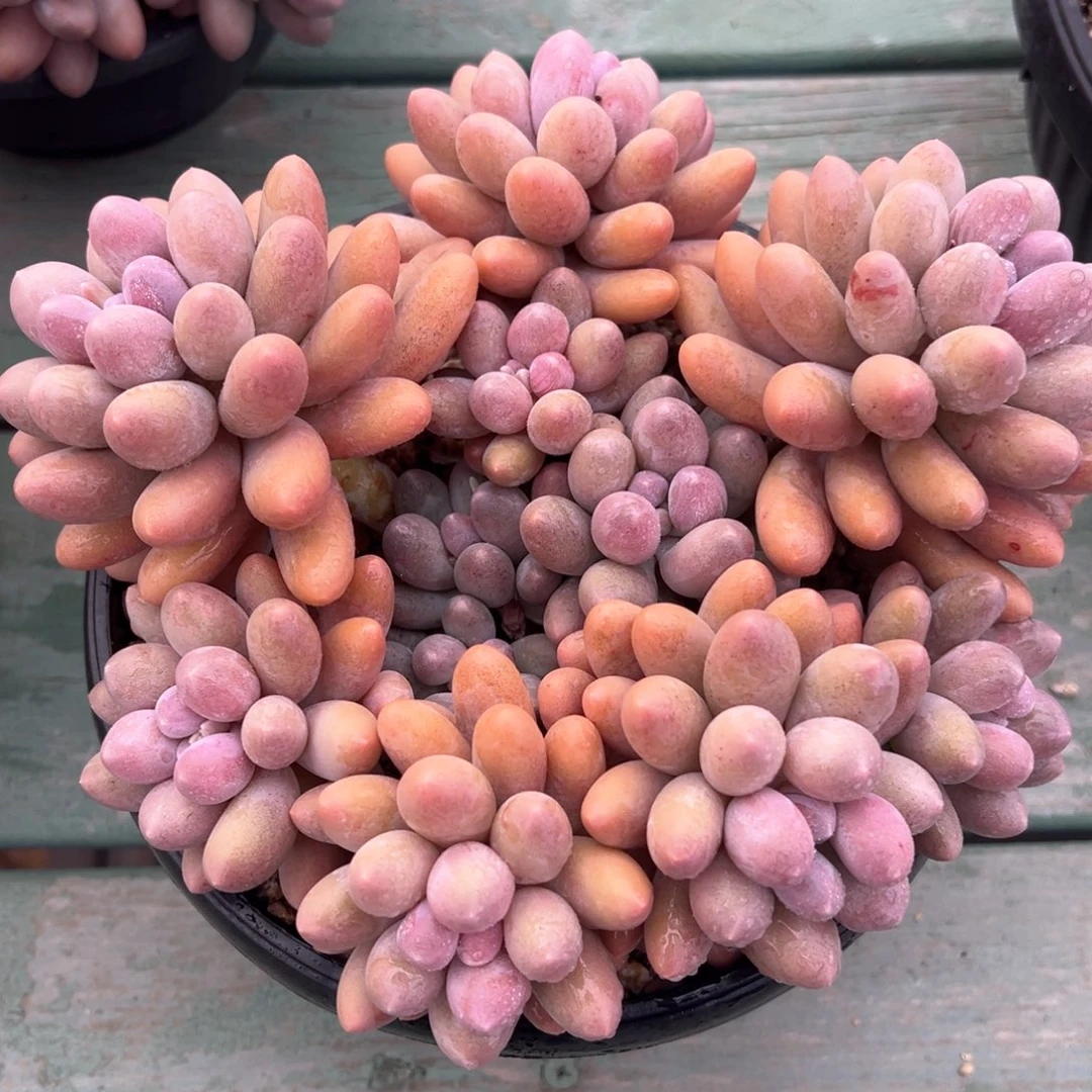 粉色恋人多肉植物