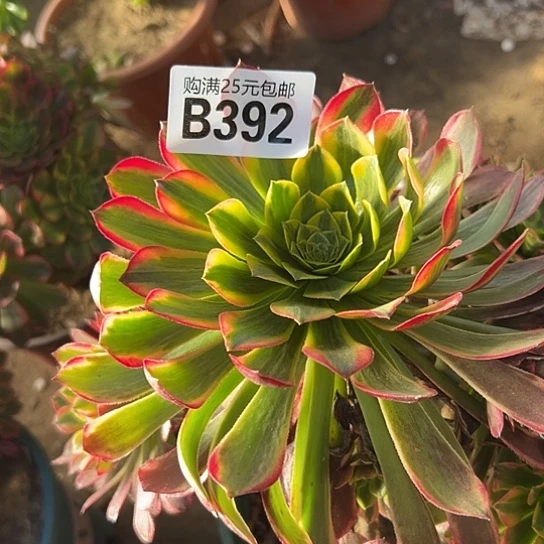 艾*多肉植物一个