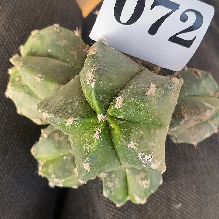 072苗落无根鸾凤玉群