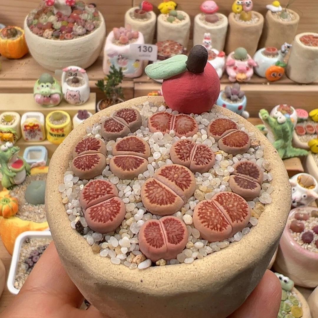 多肉植物191号红窗菊