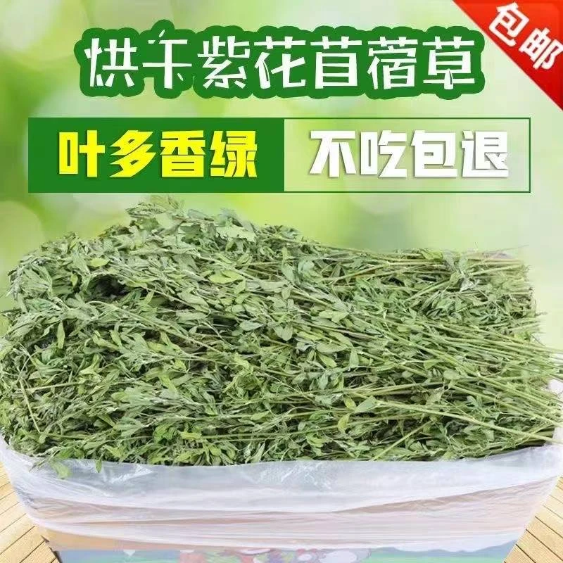 苜蓿草紫花苜蓿草饲料幼兔兔子草龙猫草荷兰猪草牧草兔粮苜宿草